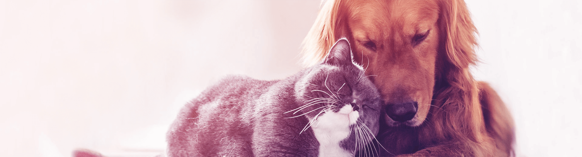 Pets | Abase Pets | Abase